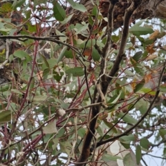 Eucalyptus melliodora at Mount Ainslie - 15 Jun 2024