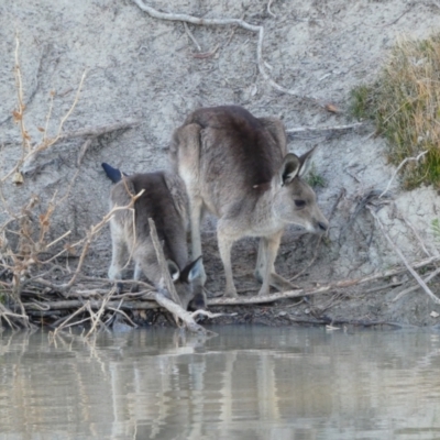 Macropus giganteus (Eastern Grey Kangaroo) at North Bourke, NSW - 1 Jul 2018 by MB