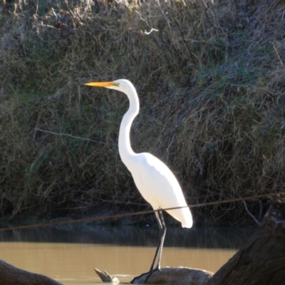 Ardea alba (Great Egret) at Walgett, NSW - 2 Jul 2018 by MB