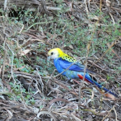 Platycercus adscitus (Pale-headed Rosella) at Walgett, NSW - 2 Jul 2018 by MB