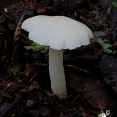 Hygrocybe sp. (Hygrocybe) at Box Cutting Rainforest Walk - 15 Jun 2024 by Teresa