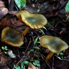 Cortinarius austrovenetus (Green Skinhead) at Box Cutting Rainforest Walk - 15 Jun 2024 by Teresa