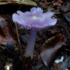 Porpolomopsis lewelliniae (Mauve Splitting Waxcap) at Box Cutting Rainforest Walk - 15 Jun 2024 by Teresa