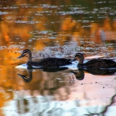 Anas superciliosa (Pacific Black Duck) at Nyngan, NSW - 31 May 2019 by MB