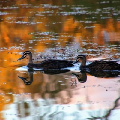 Anas superciliosa (Pacific Black Duck) at Nyngan, NSW - 31 May 2019 by MB