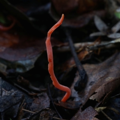 Clavulinopsis sulcata (A club fungi) at Box Cutting Rainforest Walk - 15 Jun 2024 by Teresa