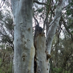 Eucalyptus rossii at Mount Majura - 15 Jun 2024