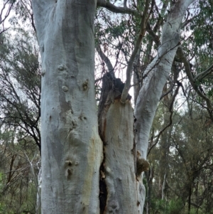 Eucalyptus rossii at Mount Majura - 15 Jun 2024