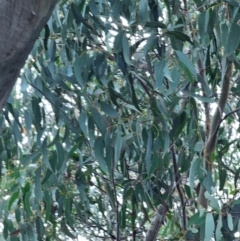 Eucalyptus rossii at Mount Majura - 15 Jun 2024