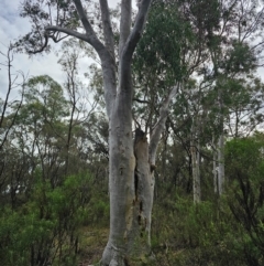 Eucalyptus rossii at Mount Majura - 15 Jun 2024 11:05 AM