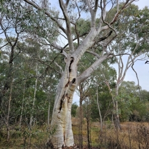 Eucalyptus rossii at Mount Ainslie - 15 Jun 2024 10:21 AM