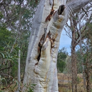 Eucalyptus rossii at Mount Ainslie - 15 Jun 2024