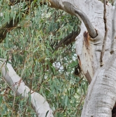 Eucalyptus rossii at Mount Ainslie - 15 Jun 2024