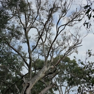 Eucalyptus rossii at Mount Ainslie - 15 Jun 2024