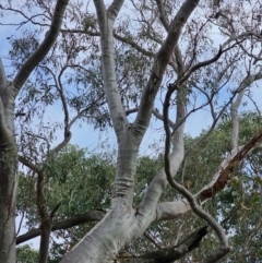 Eucalyptus rossii at Mount Ainslie - 15 Jun 2024