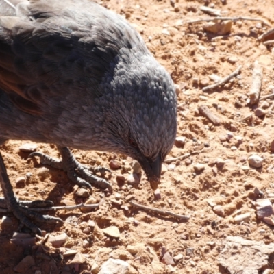 Struthidea cinerea (Apostlebird) at Ikara-Flinders Ranges National Park - 6 Jun 2019 by MB