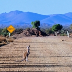 Osphranter rufus (Red Kangaroo) at Hawker, SA - 26 Mar 2019 by MB