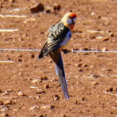 Platycercus elegans adelaidae/subadelaidae (Crimson Rosella (Adelaide)) at Quorn, SA - 28 Mar 2019 by MB