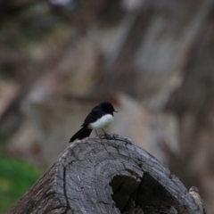 Rhipidura leucophrys (Willie Wagtail) at Paroo-Darling National Park - 15 Jun 2019 by MB