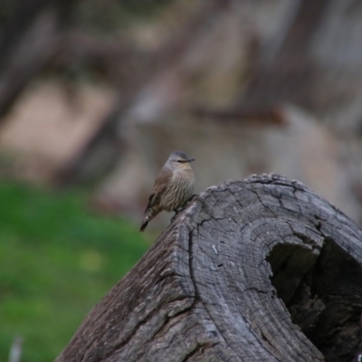 Climacteris picumnus victoriae (Brown Treecreeper) at Paroo-Darling National Park - 16 Jun 2019 by MB