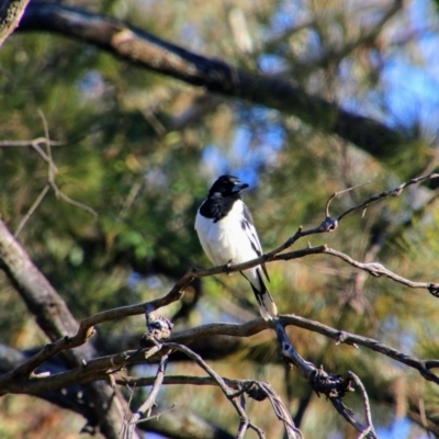 Cracticus nigrogularis (Pied Butcherbird) at Warrumbungle National Park - 21 Jun 2019 by MB