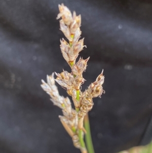 Lepidosperma laterale at Rob Roy Range - suppressed