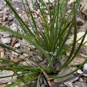 Lepidosperma laterale at Rob Roy Range - suppressed