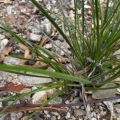 Lepidosperma laterale at Rob Roy Range - suppressed