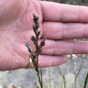 Lepidosperma laterale at Rob Roy Range - suppressed