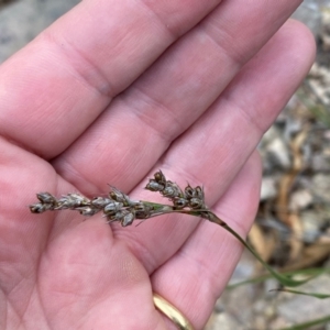 Lepidosperma laterale at Rob Roy Range - suppressed