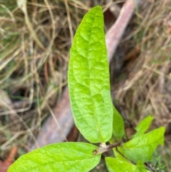 Olearia lirata at Rob Roy Range - 15 Jun 2024