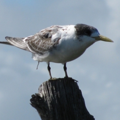 Thalasseus bergii (Crested Tern) at Coorong National Park - 22 Apr 2011 by MB