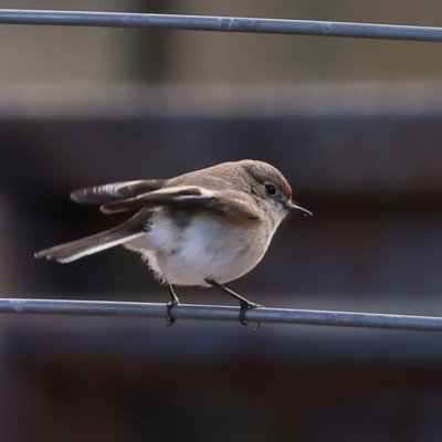 Petroica goodenovii (Red-capped Robin) at Wodonga - 15 Jun 2024 by KylieWaldon