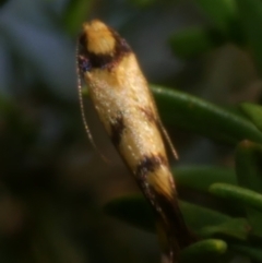 Olbonoma triptycha (Chezela Group) at WendyM's farm at Freshwater Ck. - 22 Feb 2023 by WendyEM