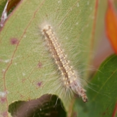 Uraba lugens (Gumleaf Skeletonizer) at WendyM's farm at Freshwater Ck. - 22 Feb 2023 by WendyEM