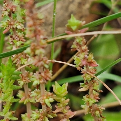 Crassula sieberiana (Austral Stonecrop) at Bungonia National Park - 15 Jun 2024 by trevorpreston