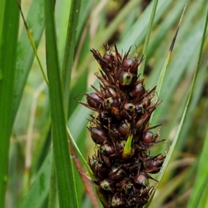 Gahnia aspera at Bungonia National Park - 15 Jun 2024