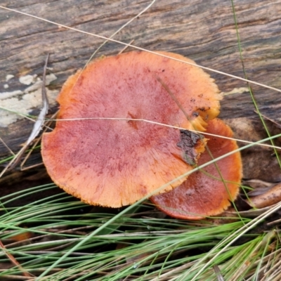 Unidentified Cap on a stem; gills below cap [mushrooms or mushroom-like] at Bungonia National Park - 15 Jun 2024 by trevorpreston