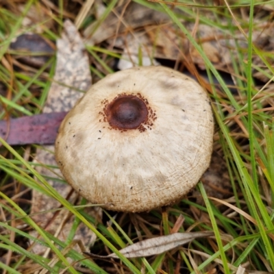 Macrolepiota clelandii (Macrolepiota clelandii) at Bungonia National Park - 15 Jun 2024 by trevorpreston