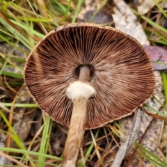 Macrolepiota clelandii at Bungonia National Park - 15 Jun 2024 12:54 PM