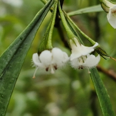 Myoporum montanum (Western Boobialla, Water Bush) at Bungonia National Park - 15 Jun 2024 by trevorpreston