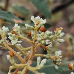 Pomaderris intermedia at Bungonia National Park - 15 Jun 2024