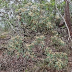 Pomaderris intermedia at Bungonia National Park - 15 Jun 2024 12:37 PM