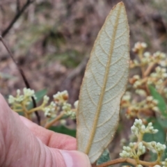 Pomaderris intermedia at Bungonia National Park - 15 Jun 2024