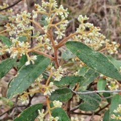 Pomaderris intermedia at Bungonia National Park - 15 Jun 2024