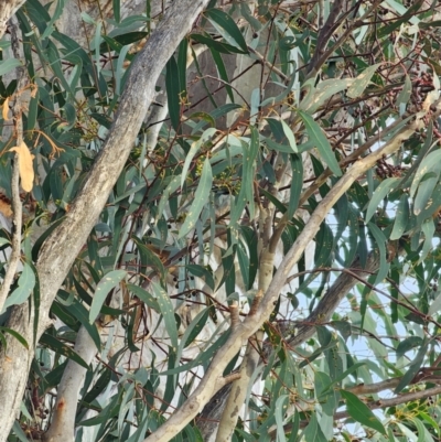 Eucalyptus rossii (Inland Scribbly Gum) at Mount Majura - 15 Jun 2024 by EcolCara37