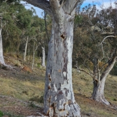 Eucalyptus rossii at Mount Majura - 15 Jun 2024 03:29 PM