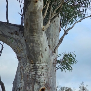 Eucalyptus rossii at Mount Majura - 15 Jun 2024 03:29 PM