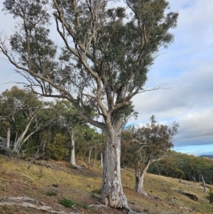 Eucalyptus rossii at Mount Majura - 15 Jun 2024 03:29 PM