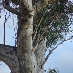 Eucalyptus rossii at Mount Majura - 15 Jun 2024 03:29 PM